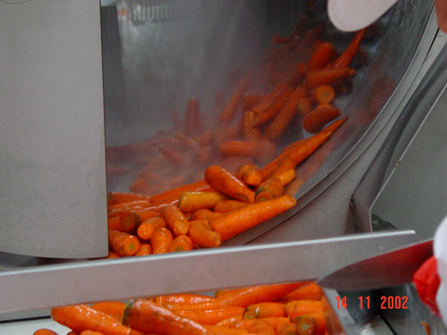 Мойка моркови в барабанной мойке